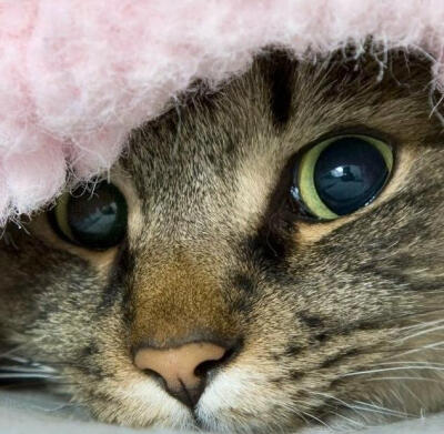 忙死day了，大家打起精神准备忙死。早安，喵星人！