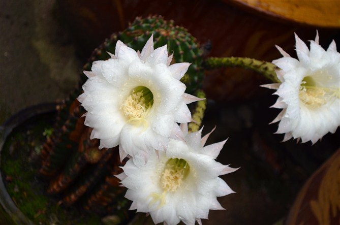 我家院子里的仙人球本年度最后一次开花。这次是3朵。