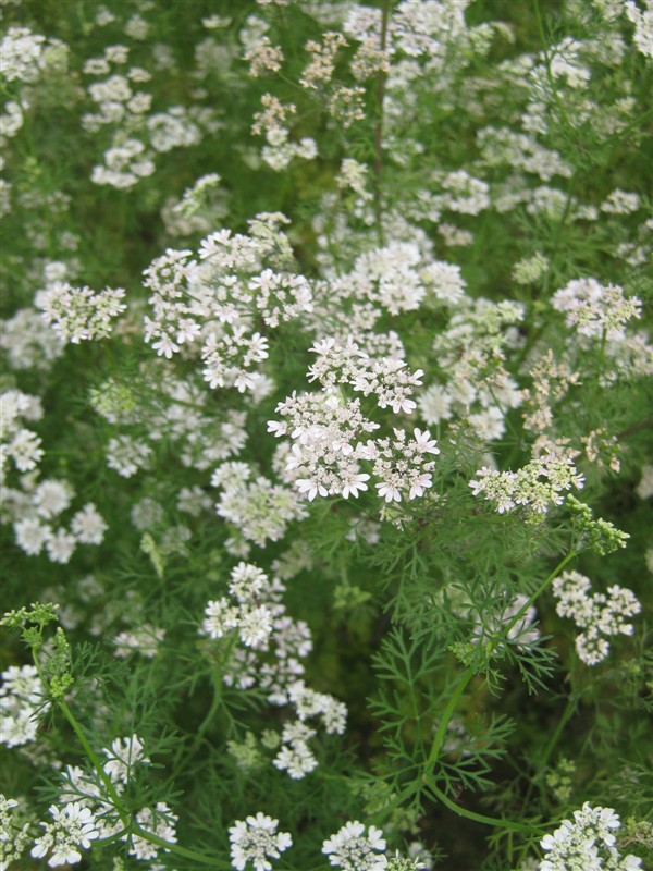 你能想象这竟然是香菜花，好美.20120521