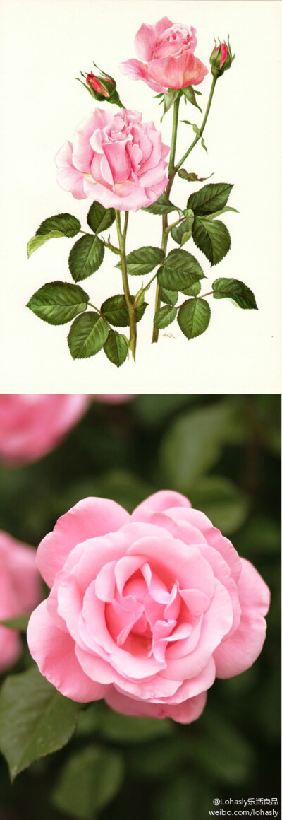 粉玫瑰，形态典雅，香气甘甜，它因具有保持肌肤年轻状态的功效为人们所珍视。玫瑰花萼中含有种类丰富的维生素，特别是维生素C含量极高。花瓣用来泡澡或泡脚可以对付干燥肌肤，养颜美容。粉玫瑰花茶还有助消化、消脂…
