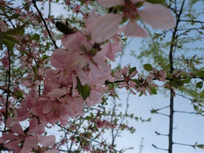 疏是枝条艳是花，春妆儿女竟奢华。 闲厅曲槛无余雪，流水空山有落霞。 幽梦冷随红袖笛，游仙香泛绛河槎。 前身定是瑶台种，无复相疑色相差