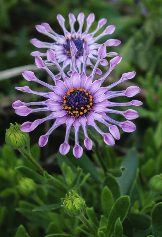 【控首饰】花