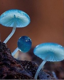 Mycena interrupta（炫蓝蘑菇），俗称“精灵的梧桐”（Pixies' Parasol），是蘑菇的一种。颜色鲜丽但是并不发光，未成熟幼苗时期时呈现蓝色，传说吃下后眼睛可以变成蓝色。应该有毒，不建议尝试。&nbsp; =====河豚也有毒 ，照样有吃货去冒险，介也是种勇气呐~