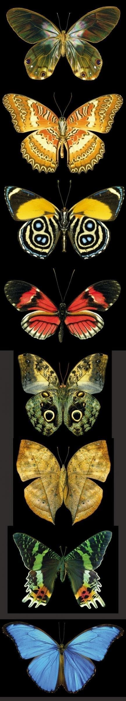 世界上最美的八种蝴蝶