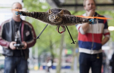 艺术家将死去的宠物猫变成遥控直升机