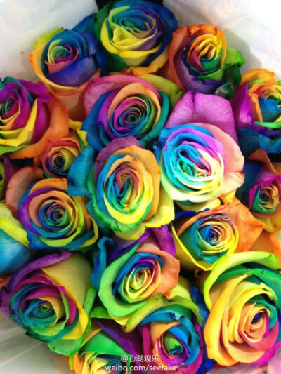 彩虹玫瑰又称为幸福玫瑰。2012年4月3日 - 荷兰花商最近研发一种颇具特色的「彩虹玫瑰」，它的花瓣呈现多种颜色，让人看了眼睛为之一亮。 即使不知道具体花语，但价值280元一枝的价格足够说明你的珍贵！~