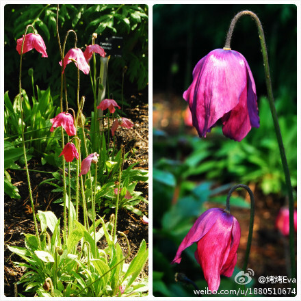 Meconopsis cookei 'Old Rose'，属于红花绿绒蒿Meconopsis punicea的栽培品种