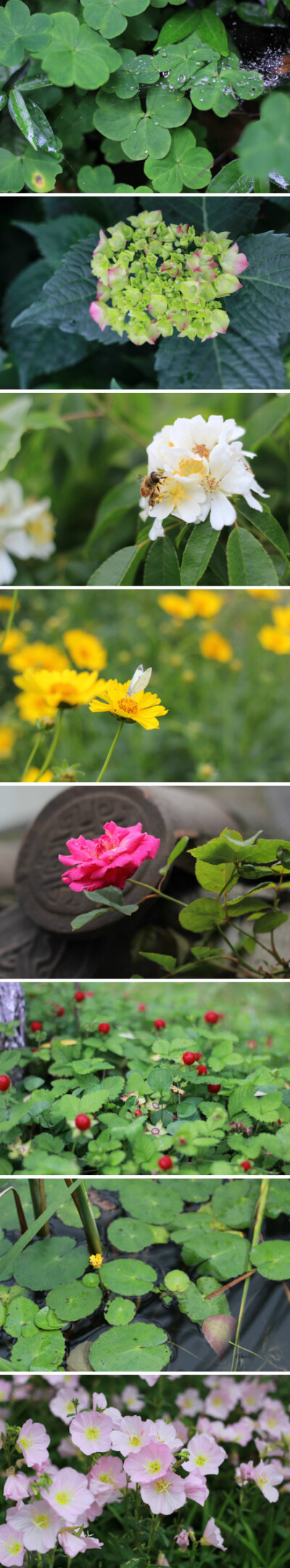 酢漿草、繡球、白木香（野生的木香原始種）、金雞菊、月季、蛇莓、萍蓬草、美麗月見草。