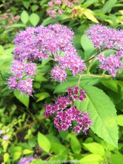 喷雪花为线叶绣线菊，白花。还有粉花绣线菊，又名日本绣线菊，正处于盛花期。看看社区绿化，很多的。