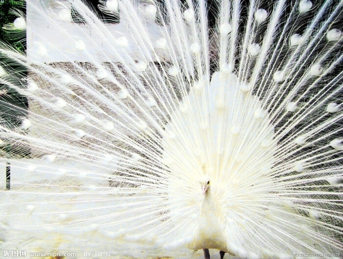 白孔雀 堆糖 美图壁纸兴趣社区