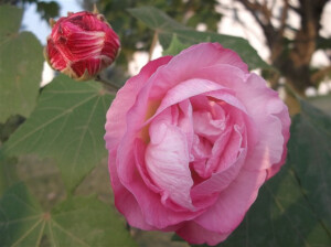 芙蓉花 公园里拍的