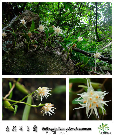  密花石豆兰（Bulbophyllum odoratissimum） 兰科石豆兰属 如果有幸在野外看到密花石豆兰，你一定会感叹生命的完美和顽强。它仅需少量的土壤或直接在石壁上生长，就能开出如梦似幻的美丽花朵，并且散发出阵阵清香。花白色，唇瓣橘黄色，花期4-8月。(摄影:@小Q_金秋@Bigking_大金 )