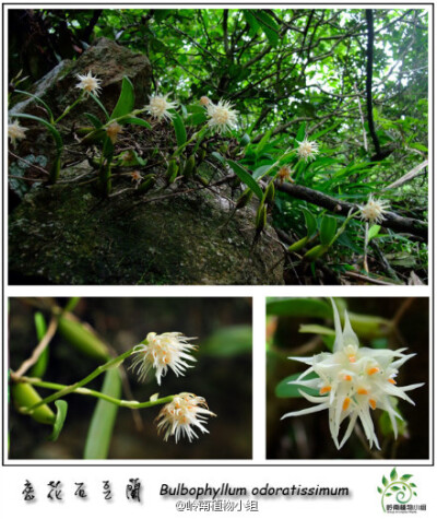  密花石豆兰（Bulbophyllum odoratissimum） 兰科石豆兰属 如果有幸在野外看到密花石豆兰，你一定会感叹生命的完美和顽强。它仅需少量的土壤或直接在石壁上生长，就能开出如梦似幻的美丽花朵，并且散发出阵阵清香。…