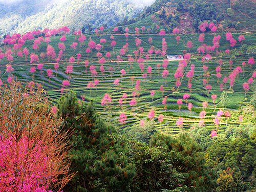 云南大理无量山樱花谷