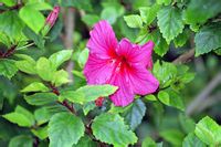 朱槿（学名：Hibiscus rosa-sinensis）是一种属于锦葵科木槿属的常绿灌木，又名中国蔷薇。由于花色大多为红色，中国岭南一带将之俗称为大红花。别称： 赤槿、日及、扶桑、佛桑、红木槿、桑槿 。花色有红、橙、黄、桃红、橙黄、朱红、粉红、白等。