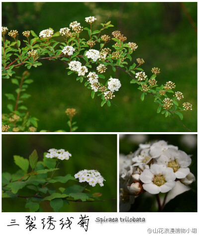 三裂绣线菊，蔷薇科，绣线菊属。虽然名叫三裂，其实虽然叶片先端三裂，但加上边缘的齿，就不知道多少裂啦。一团一团白色的花序很显眼，是低山灌丛常见种。三裂绣线菊在金山、香山、松山等地很容易看到，日坛公园、中…