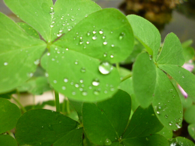 雨后的酢浆草