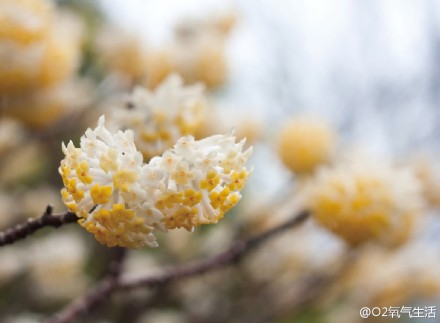 结香，别名“黄花结香”，落叶灌木。三月，花先叶而开，有浓郁的香味。结香的枝干要分叉必定都是“三叉”，所以它的日文名字是“三桠”。有民间传说，清晨梦醒后，在结香树上打花结可以有意外之喜；若是晚上做了美梦，早晨的花结就可以让你美梦成真。