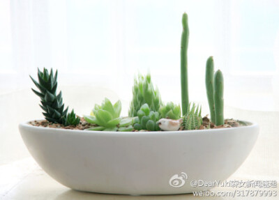 owl【植物神经】在家中建起一座多肉小岛，私藏很久的小动物摆玩也有去处啦~