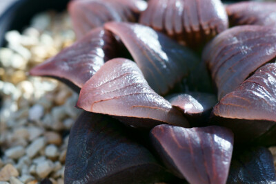 Haworthia magnifica v. atrofusca