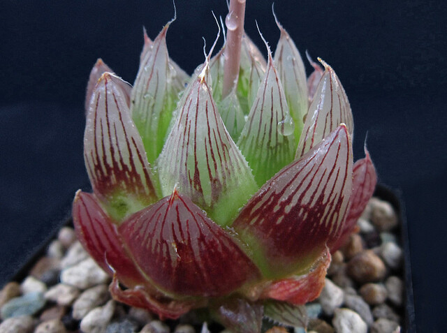 Haworthia cooperi 'leightonii'