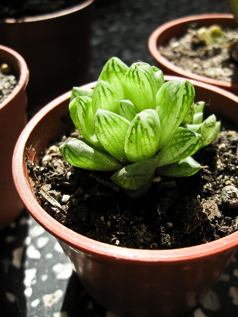 Haworthia Cymbiformis