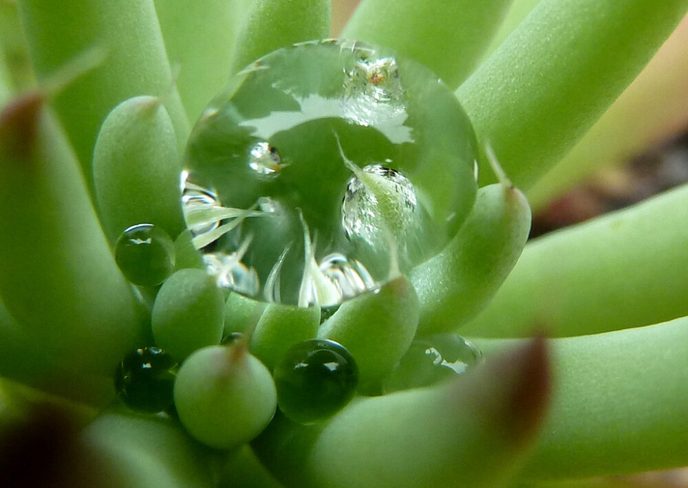 Orostachys chanetii