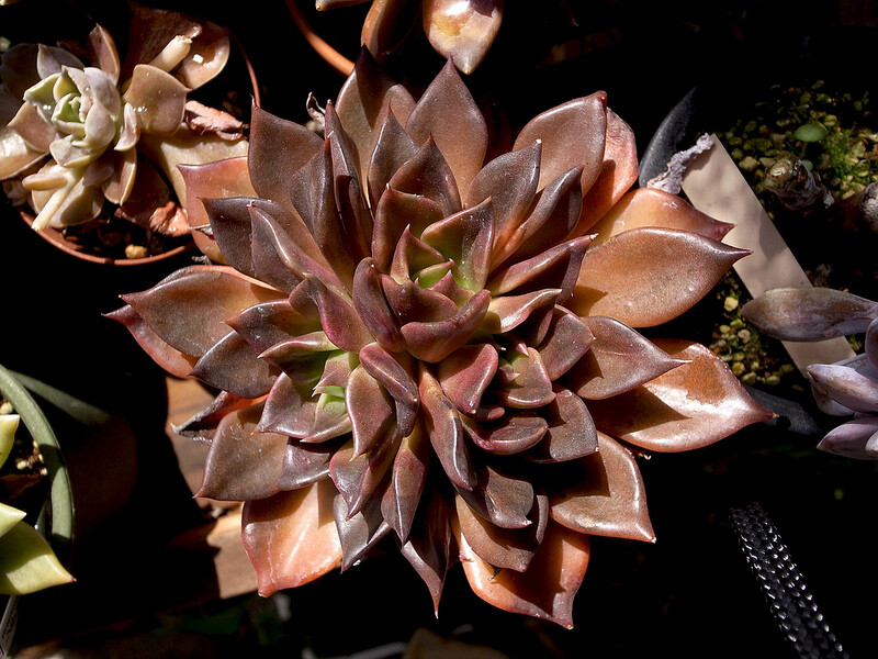 Echeveria "black prince" 黑王子