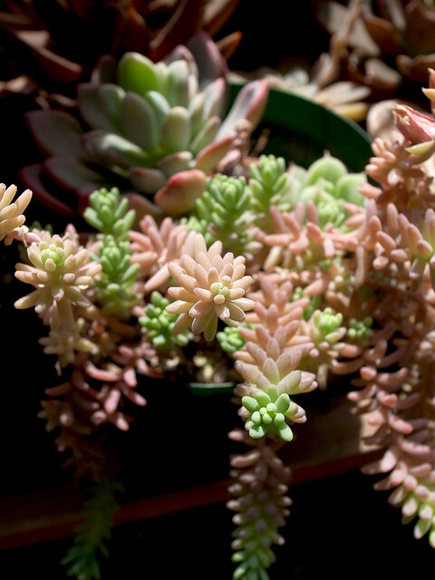 Sedum potosium 真是要命的颜色啊。。