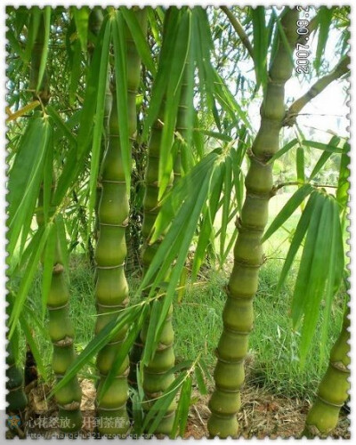 禾本科簕竹属，又称佛竹，罗汉竹、密节竹，大肚竹、葫芦竹。