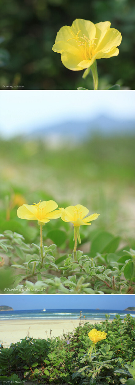 海濱月見(jiàn)草(Oenothera drummondii) 柳葉菜科