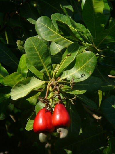 Cashew apple 想不到吧，这就是腰果的果实