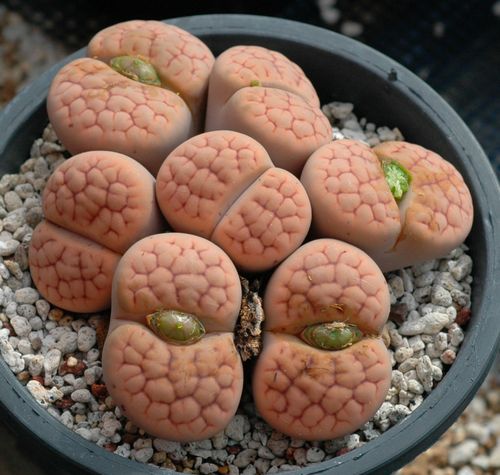 生石花属,400余种(像人脑)