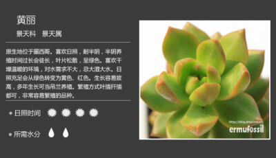 【常见多肉植物图鉴】 黄丽