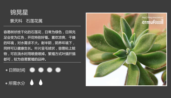 【常见多肉植物图鉴】 锦晃星