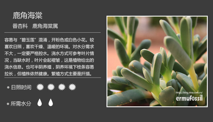 【常见多肉植物图鉴】 鹿角海棠