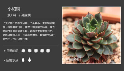 【常见多肉植物图鉴】 小和锦