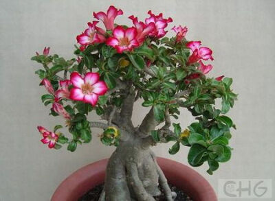 沙漠玫瑰(Adenium obesum) 夹竹桃科沙漠玫瑰属植物。产于肯尼亚、坦桑尼亚、津巴布韦等地。在原产地对长成高2米的小乔木，茎粗，肉质化，茎基略膨大，分枝短而肉质化。表皮淡绿色至灰黄色。叶互生在分枝顶端，有短…