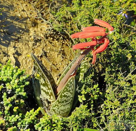 翠花掌(Aloe variegata) 百合科芦荟属植物。又名千代田锦。原产非洲南部。为多年生肉质草本，株高30厘米甚至更高，茎极短。叶自根部长出，旋叠状，三角剑形，但叶正面深凹，长12厘米、宽3．5 厘米，叶缘密生短而细的白色肉质刺。叶色深绿，有不规则排列的银白色斑纹。冬春开花，松散的总状花序，小花20—30朵，橙黄至橙红色。三裂蒴果很大，形状奇特。种子草帽形有翅。翠花掌在我国栽培普遍，尤其是北方因气候合适更为常见。家庭栽培用于点缀书桌几案十分雅致。习性较强健，在长江流域及以南地区，夏季应放室外但最好避免过多阳光直射。在温室度夏时应注意通风并适当节水，尤其是叶心不要积水，否则很容易腐烂。可