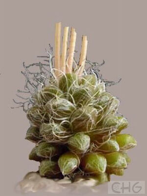 花吹雪(Anacampseros tomentosa) 马齿苋科回欢草属植物。产于纳米比亚。多年生肉质草本。根粗，株高仅5厘米。褐绿色叶倒卵形，长1厘米、宽0．8厘米、厚0．5厘米，顶端有小尖。叶腋间有白色丝状毛和叶等长。花序高15厘米，小花3厘米，玫瑰红色。     株形小巧，叶的形状和叶腋间白丝很奇特。栽培中还出现斑锦变异品种，叶上有梅红色斑块，更具观赏价值。     喜柔和的光线，除夏季外栽培很简便。夏季要注意通风节水并停止施肥。繁殖用扦插或播种。