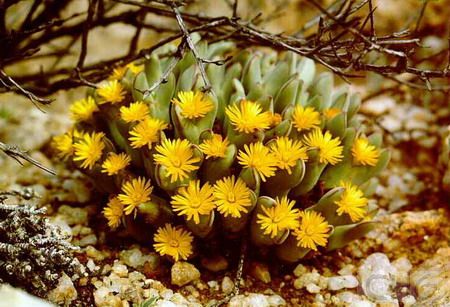 少将(Conophytum bilobum) 番杏科肉锥花属植物。产于南非和纳米比亚。植株非常肉质。扁心形的对生叶长3—4．5厘米、宽2—2．5厘米，顶部有鞍形中缝，中缝深0．7—0．9厘米，两叶先端钝圆。老株常密集成丛。叶浅绿至灰绿色，顶端略红色。花在中缝开出，黄色，直径3厘米。 本种和所有肉锥花属种类都被称为“活的卵石”，形态奇特，小巧秀丽，花大而美。对光线的要求不是很高，极适合家庭栽培。 性喜冷凉但又不耐寒，生长适温是18—24℃，冬季应维持10一12度，如保持盆土干燥也能耐7℃甚至5℃的低温。夏季要通风凉爽并适当节水，光线要柔和，但冬季要充分见光。可用素沙土种植，不