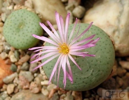 雨月(Conophytum gratum) 番杏科肉锥花属植物。产于南非开普省小纳马夸兰地区。和少将不同，对生叶是圆形(少将是鞍形)的，由于栽培历史长，目前有很多类型。叶长2．5厘米、宽2厘米，表皮颜色有淡绿、白粉绿、黄绿和粉红等。顶部微凹陷，中缝不明显，很浅又很短，叶上有深灰色斑点。9一10月开洋红色花，直径2．2厘米，花瓣有光泽，非常美丽。