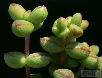 半球星乙女(Crassula brevifolia) 景天科青锁龙属植物。产于南非开普省。全株无毛，株高在原产地为20厘米，但栽培中相当低矮。从基部丛生很多分枝，茎和分枝初白色肉质状，后变褐色，下部中空。叶无柄，交互对生，…