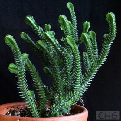 青锁龙(Crassula lycopodioides) 景天科青锁龙属植物。产于纳米比亚。肉质亚灌木，高30厘米，茎细易分枝，茎和分枝通常垂直向上。叶鳞片般三角形，在茎和分枝上排列成4棱，非常紧密，以致使人误认为只有绿色4…