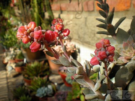 银明色(Echeveria carnicolor) 景天科石莲花属植物。原产墨西哥维拉克鲁斯州。植株无茎或有短茎。莲座叶盘仅6—8厘米大，肉质叶匙形，较厚，肉色被白粉。花序15—20厘米高，小花梅红色。 小型的石莲座属种类，肉色叶十分素净，适合小型盆栽，也可作组合盆景的材料。 栽培无特殊要求，要较明亮的光线，不要从顶部淋水。叶插繁殖。