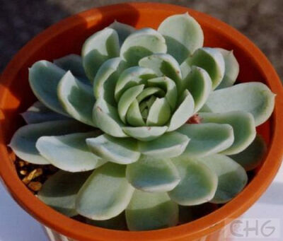 月影(Echeveria clegans) 景天科石莲花属植物。雅致石莲花。产于墨西哥伊达尔戈州。无茎，老株丛生。莲座叶盘叶片相当多，排列紧凑。卵形叶先端厚，新叶先端有小尖。3—6厘米长，蓝绿色被白粉，但总的感觉叶色较暗，…