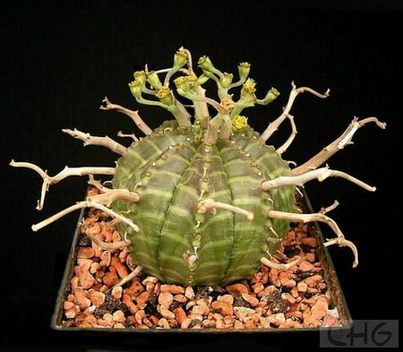 法利达(Euphorbia valida) 大戟科大戟属植物。产于南非开普省。和构纹球一样同为大戟属球型种类，但法利达比布纹球大而且老株呈长球状，基部常会出仔球形成群生株。主茎高30厘米、直径12厘米。表皮绿色带淡绿色斑纹。棱8—10，稍呈螺旋状排列，棱脊明显。花具5—10厘米长的花梗，灰色，可残留在植株上数年。 法利达和布纹球一样是大哉属中受爱好者欢迎的名种。由于其能自生仔球，因而比布纹球普及常见。法利达的宿存花梗相当有特色，无论植物园和爱好者都应收集栽培。 栽培参考领纹球，生长比布纹球略快，因而盆宜稍大并要经常翻盆。