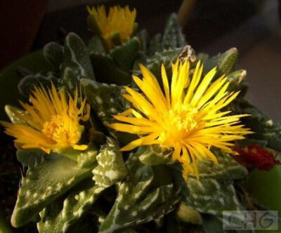 红怒涛(Faucaria tuberculosa 'Rubra') 番杏科肉黄菊属植物。是该属著名种类荒波的栽培变种。原种荒波产于南非开普省石灰岩山区。植株小型，非常肉质。交互对生的肉质叶长三角形，先端呈菱形，长3厘米、宽1*6厘…