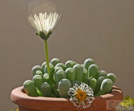 橙黄棒叶花(Fenestraria aurantiaca) 番杏科棒叶花属。别名五十铃玉。原产南非和纳米比亚接壤处。植株非常肉质，密集成丛，株丛直径10厘米，根很细。肉质叶棍棒状几乎垂直生长，但在光线不足时会横卧并排列稀松。叶长2—3厘米，直径0．6—0．8厘米，顶端增粗、扁平但不成截形而是稍圆凸。叶色淡绿，基部稍呈红色，叶顶部有透明的“窗”。花大3．7厘米、长4—5厘米，橙黄带点粉色。 本种形态奇特，花大色艳，而且一属仅两种。植物园可作珍奇标本陈列，爱好者也可收集栽培以示收集品的丰富多样。 性喜阳光充足，耐干旱。生长期可适当浇水。夏季应节制浇水，冬季如不能维持1