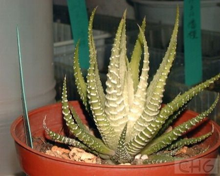 白帝(Haworthia attenuata 'Albovariegata') 百合科十二卷属。是条纹十二卷的园艺品种。原种条纹十二卷原产南非开普省。植株群生，有短茎。莲座状叶盘有叶30—40片，叶长8厘米，绿色，叶背白色小疣连成间距相等的条纹。花序40厘米高，花梗细，小花6瓣不太整齐，白色中带绿条纹。白帝和原种的区别在于白帝的叶色为淡绿或黄绿色，叶上有时有深绿色细的纵向条纹。 白帝叶色素净淡雅，对光线要求不高，极其适合家庭摆放。栽培可用腐叶土加少许烃石，或者干脆用疏松的园土。光线要柔弱。每年要翻盆除去已腐烂或中空的根。繁殖用分株。